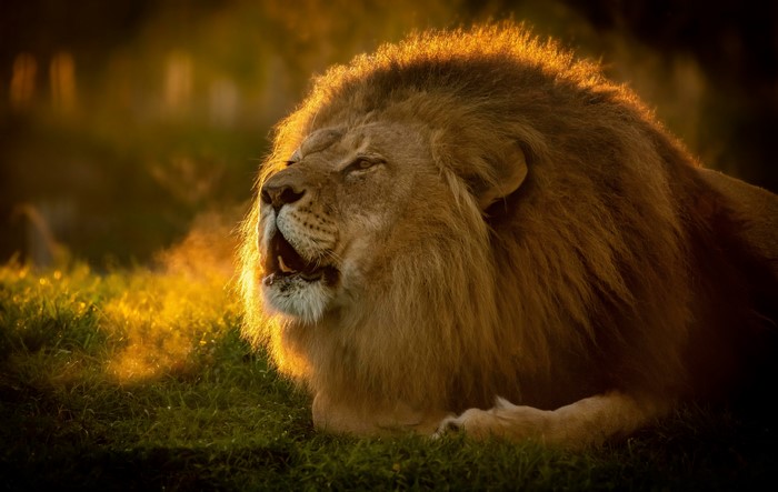 Lion roaring in golden sunlight