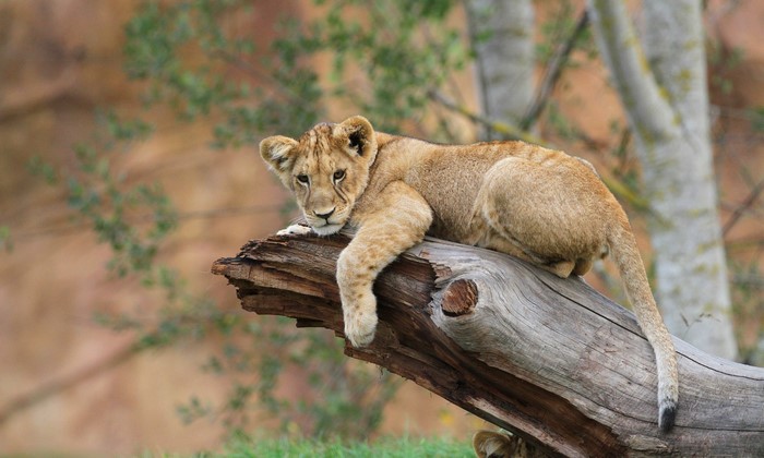 Lion cub resting on a fallen tree trunk