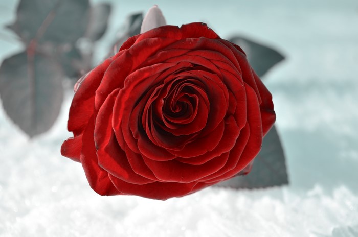 Red Rose in Snow
