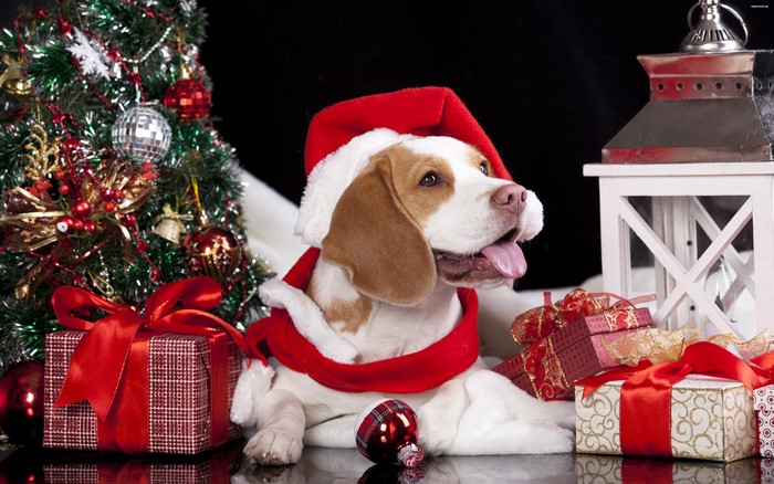 Beagle dog wearing Santa hat with Christmas tree and gifts