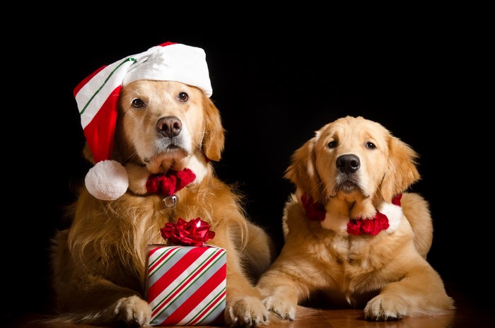 Two Golden Retrievers with Christmas Hats and Gifts