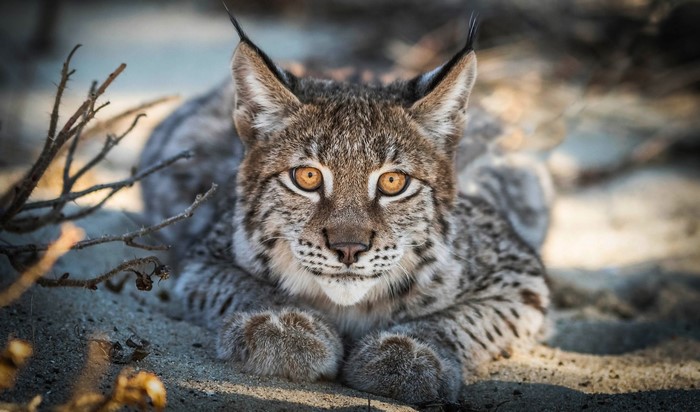 Lynx looking forward with intense gaze