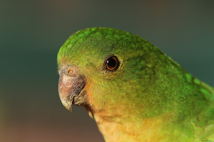 Close-up of a green parrot's head