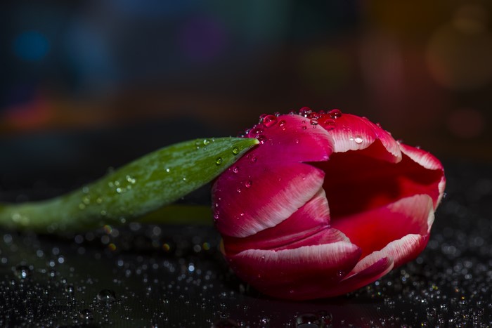 Close-up of a pink tulip with water drops