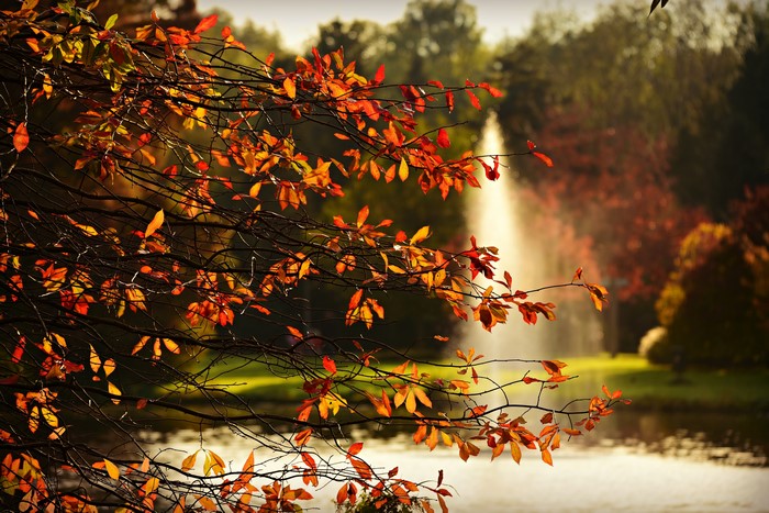 Autumn Foliage with Fountain
