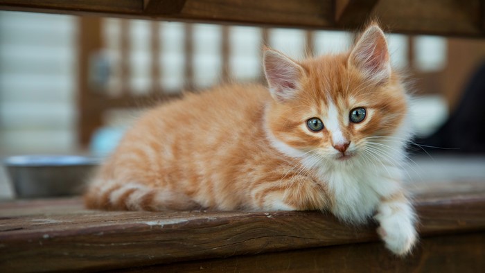 Orange Tabby Kitten Looking at Camera