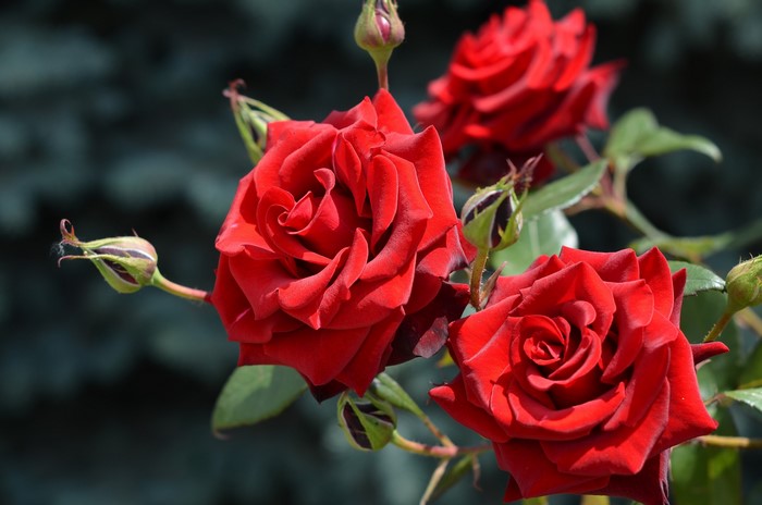 Red Roses and Buds