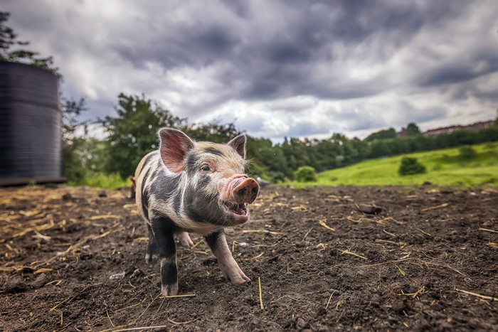 Domestic piglet in a muddy field
