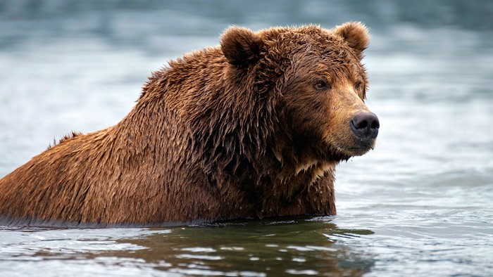 Brown Bear in Water