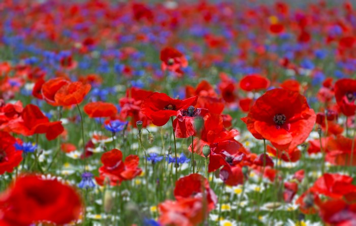 Field of red poppies and blue cornflowers