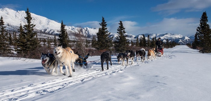 Dog sled team running on a snowy mountain trail