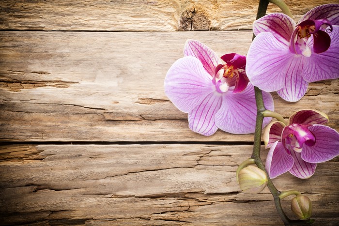 Pink orchids on wood planks