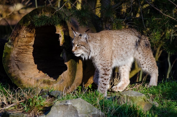 Lynx walking near a hollow log