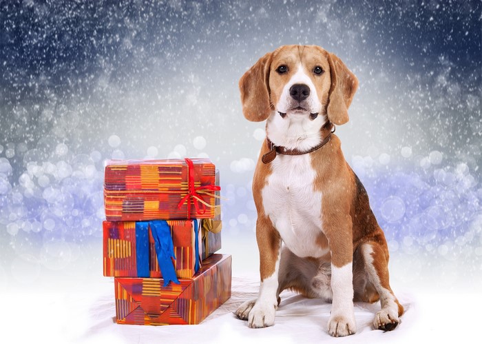Beagle dog with Christmas gifts in the snow