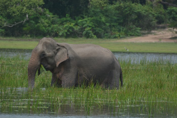 Elephant eating grass in water