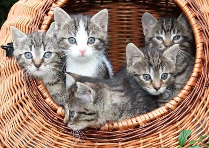 Five Tabby Kittens in a Wicker Basket
