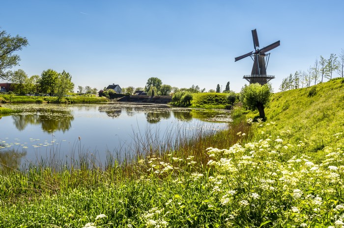Windmill by a pond with white flowers
