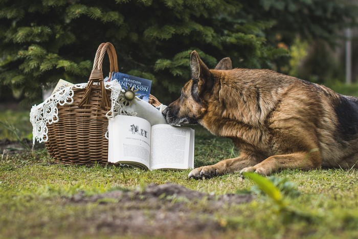 German Shepherd Dog with Books and Wicker Basket