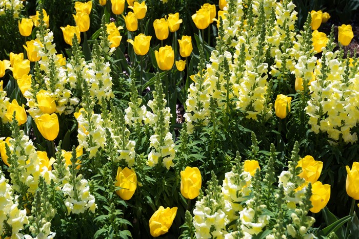 Yellow Tulips and White Snapdragons in a Garden