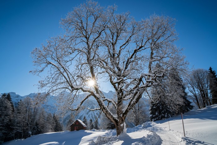 Snowy winter landscape with a large tree and mountains in Braunwald, Switzerland