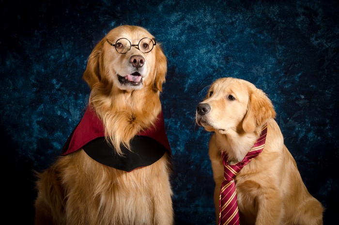 Two Golden Retrievers dressed as Harry Potter characters