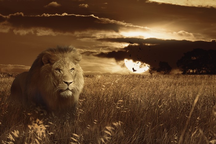 Lion in a grassy field at sunset