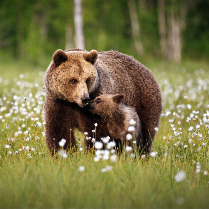 Mother and cub brown bears in a field of white flowers