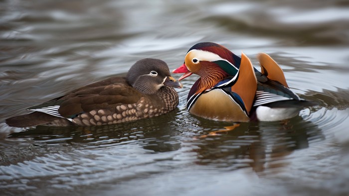 Two Mandarin Ducks Swimming