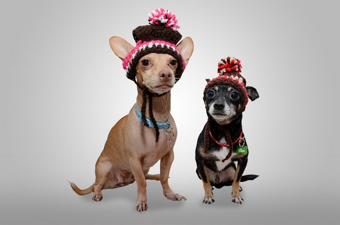 Two Chihuahuas wearing winter hats