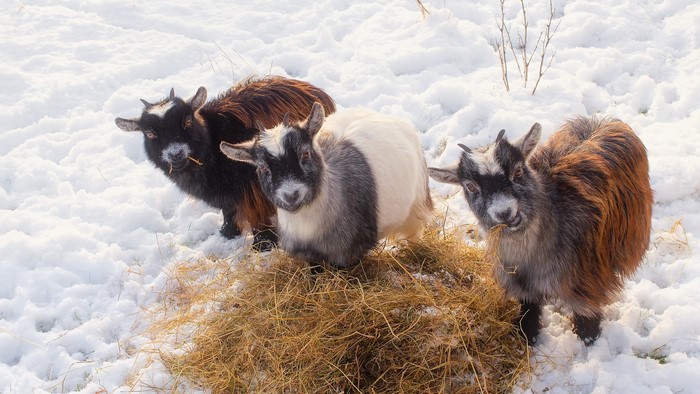 Three goats eating hay in the snow