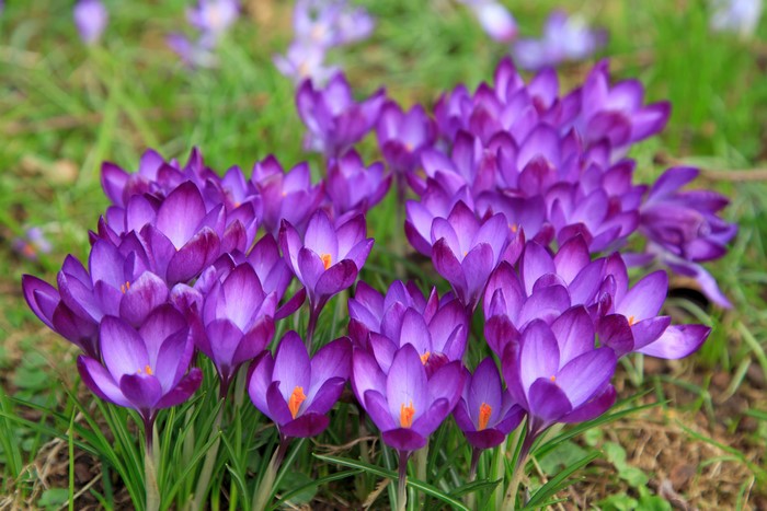 4K Crocuses Closeup Violet