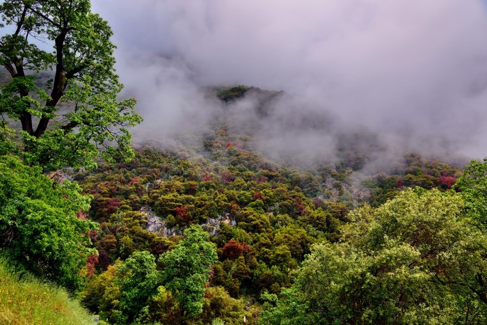 Sequoia National Park California Foggy Forest
