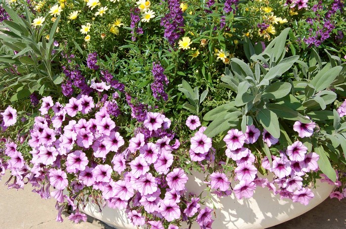 Purple petunias and yellow daisies in a planter