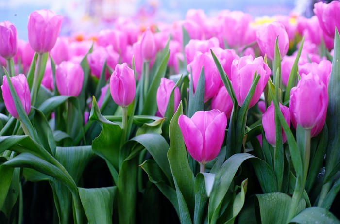 Pink Tulips Closeup