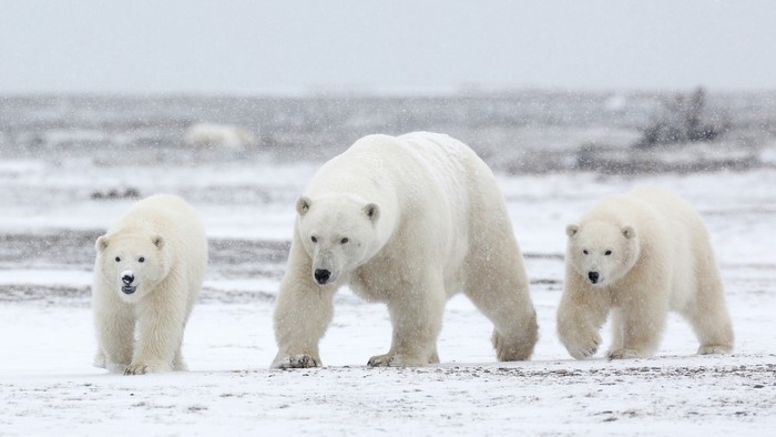 Three polar bears walking in the snow