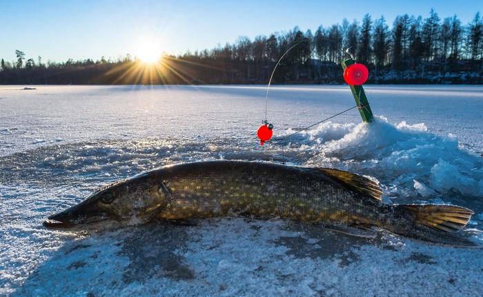 Pike fish on ice with fishing rod
