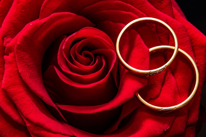 Two gold rings on a red rose