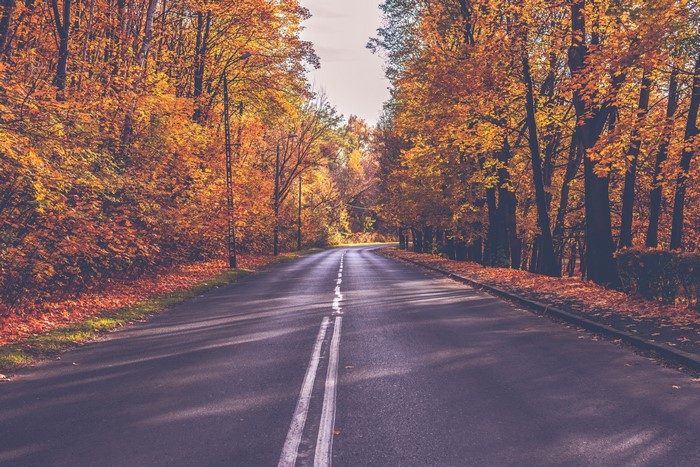 4K Autumn Road Through Forest