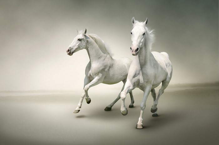 Two white horses running