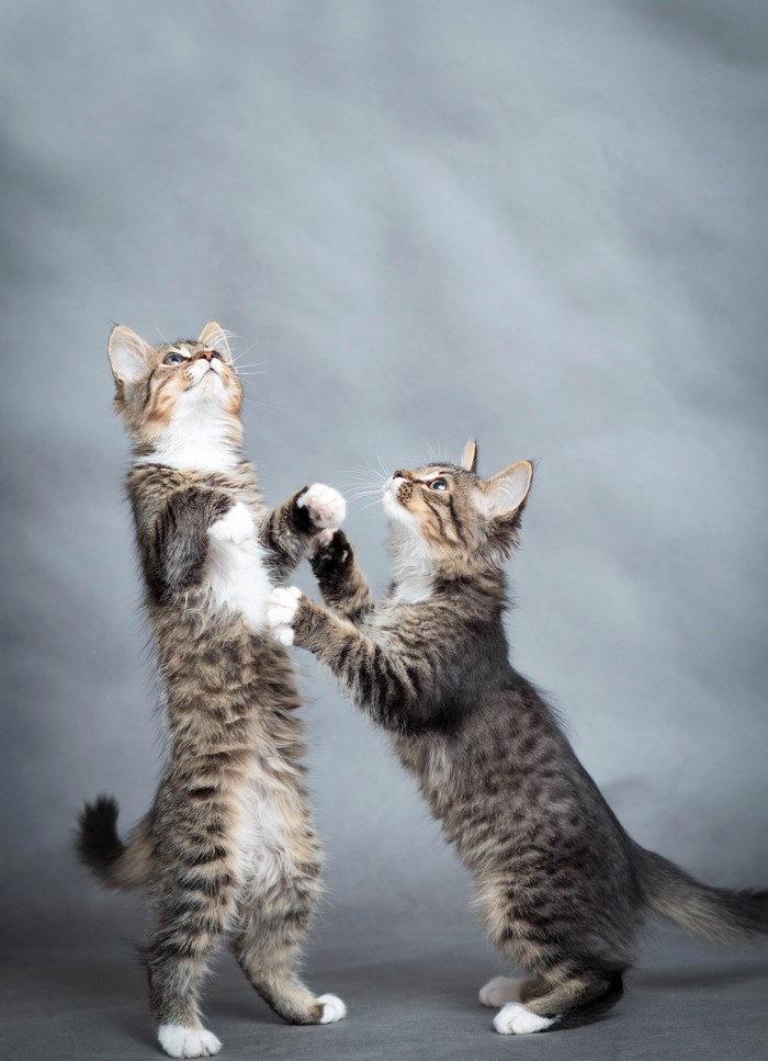 Two tabby kittens playing
