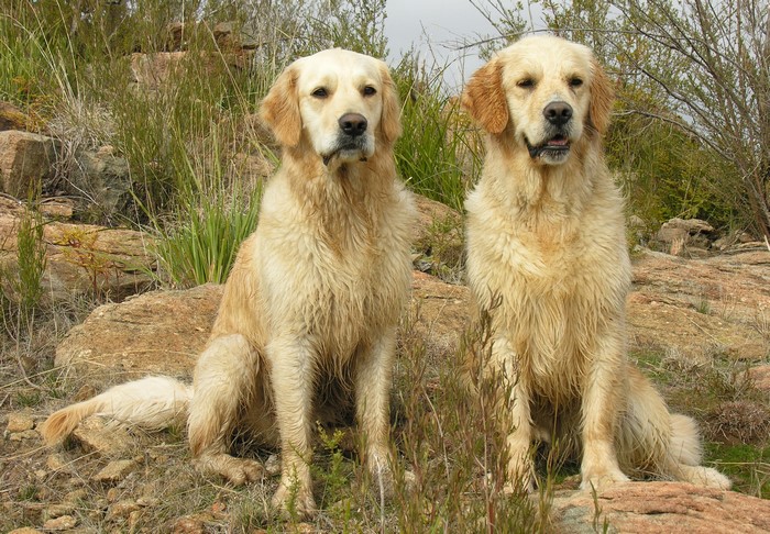 Two Golden Retrievers sitting on rocks