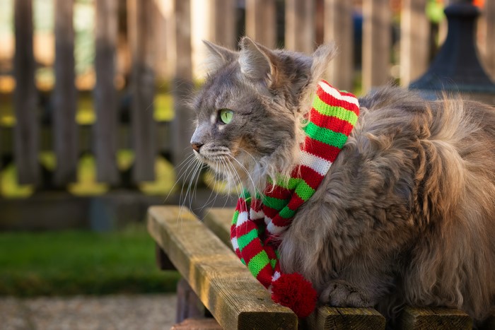Fluffy cat wearing a Christmas scarf