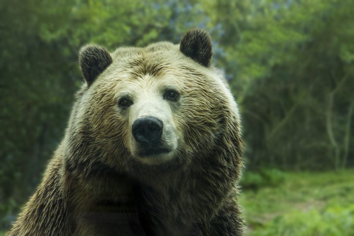 Brown Bear Close-up in Forest