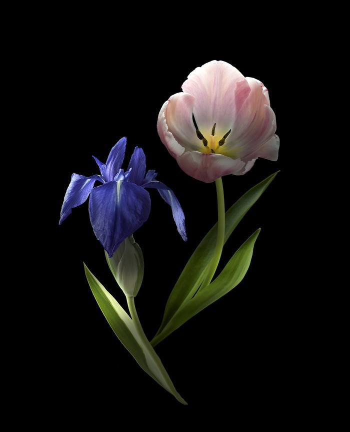 Pink Tulip and Blue Iris on Black Background