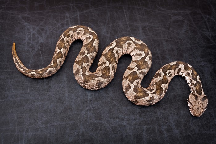 A viper snake with brown and white patterns