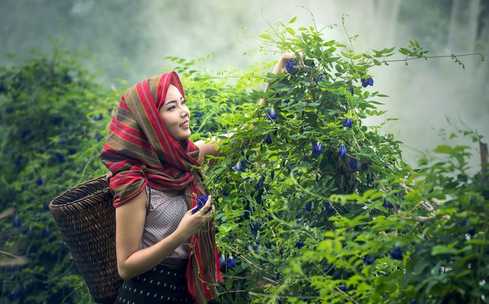 Smiling Woman Picking Blue Flowers in Foggy Shrubs 4K