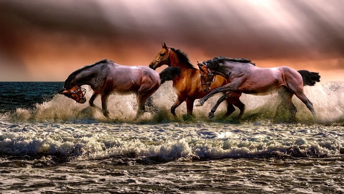 Three horses running through ocean waves