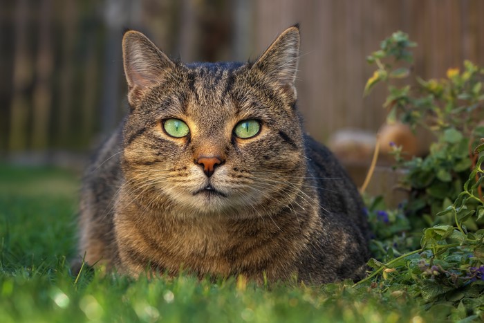Tabby cat with green eyes in grass