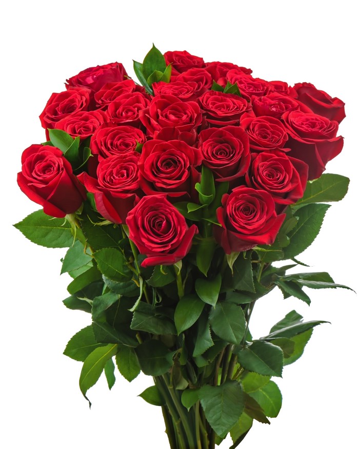 Bouquet of Red Roses on White Background
