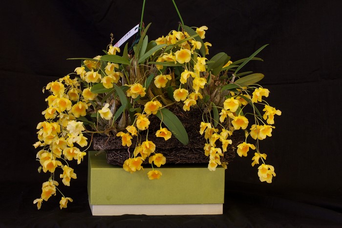 4K Yellow Orchid on Black Background